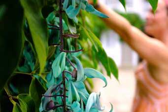 Botanicals_preview