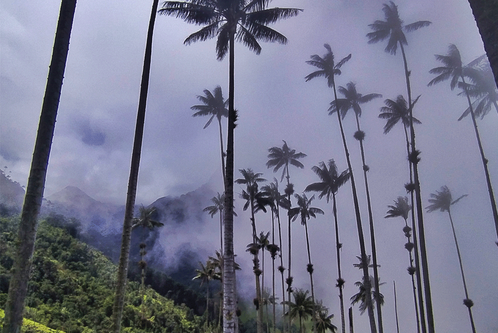 Cocora