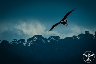 condor