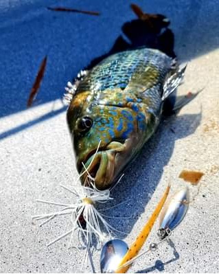 pesca